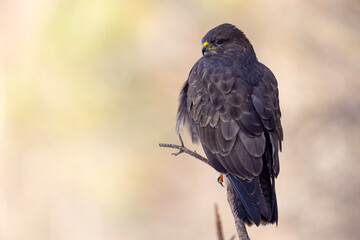 Myszołów (Buteo buteo) © Grzegorz