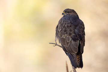 Myszołów (Buteo buteo) © Grzegorz