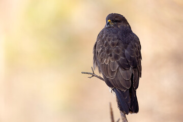 Myszołów (Buteo buteo) © Grzegorz