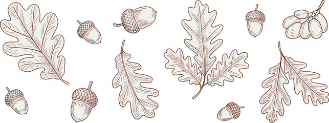 Oak, leaves, acorns, botanical, illustration, vintage, handdrawn, autumn, nature, forest, foliage, sketch, engraving, plant, collection, natural, decorative, organic, vector, design © Jisan World