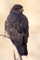 Myszołów (Buteo buteo) © Grzegorz