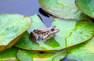 Frog on a Leaf  in a Pond