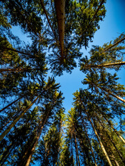 Obraz premium Fichtenwald