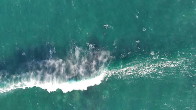 Massive dolphin pod seen from a drone, moving fast near the ocean surface, jumping and creating fountains of spray as they hunt sardines, forming dynamic patterns of motion, power, and collective