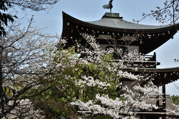 勧修寺　側面からの観音堂とサクラ(京都市山科区)