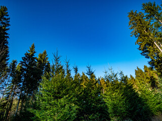 Wiederaufforstung des Mischwalds im Fr&uuml;hjahr