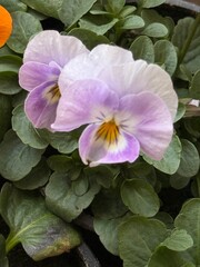 Spring Flower Shopping for Balcony Planters with Colorful Pansies and Primroses in Paper Box
