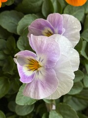 Spring Flower Shopping for Balcony Planters with Colorful Pansies and Primroses in Paper Box