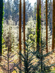 Obraz premium Wiederaufforstung des Mischwalds im Frühjahr