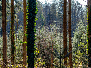 Fototapeta premium Wiederaufforstung des Mischwalds im Frühjahr