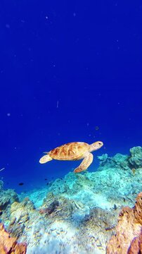 Sea Turtle Swimming in Crystal Clear Turquoise Water, Maldives