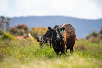 Australian wagyu cows grazing in a field on pasture. close up of a black angus cow eating grass in...