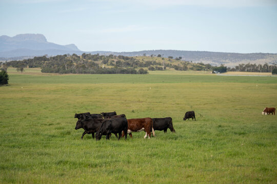 Australian wagyu cows grazing in a field on pasture. close up of a black angus cow eating grass in a paddock in springtime in australia