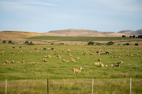 Sheep in a field. Merino sheep, grazing and eating grass in New zealand and Australia
