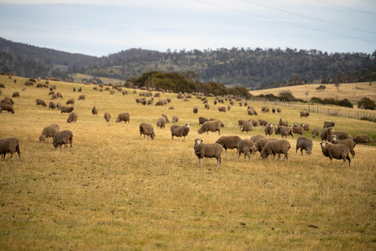 Sheep in a field. Merino sheep, grazing and eating grass in New zealand and Australia