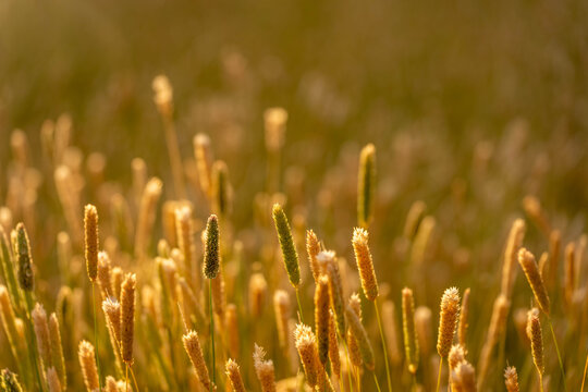 pasture and grasses on a regenerative farm. native plants storaging carbon
