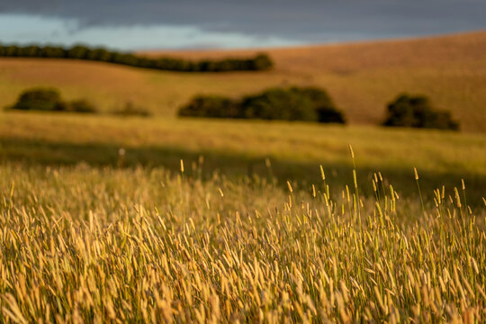 pasture and grasses on a regenerative farm. native plants storaging carbon