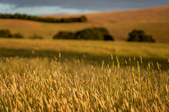 pasture and grasses on a regenerative farm. native plants storaging carbon