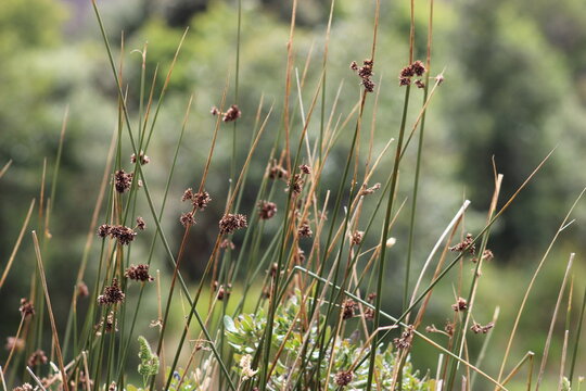 Dried thistle at Ecuadorian paramo