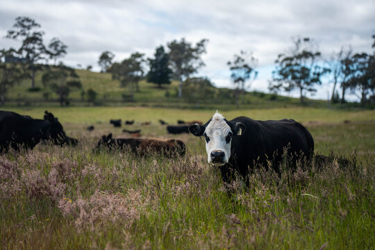 Australian wagyu cows grazing in a field on pasture. close up of a black angus cow eating grass in a paddock in springtime in australia