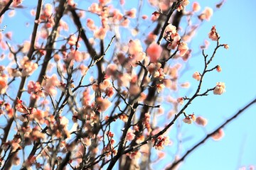 福岡県宗像市の鎮国寺の熱海桜