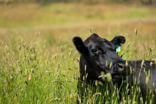 Australian wagyu cows grazing in a field on pasture. close up of a black angus cow eating grass in a paddock in springtime in australia