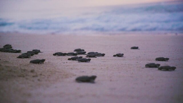 Baby sea turtles walking to the ocean at sunrise in Boa Vista, Cape Verde
