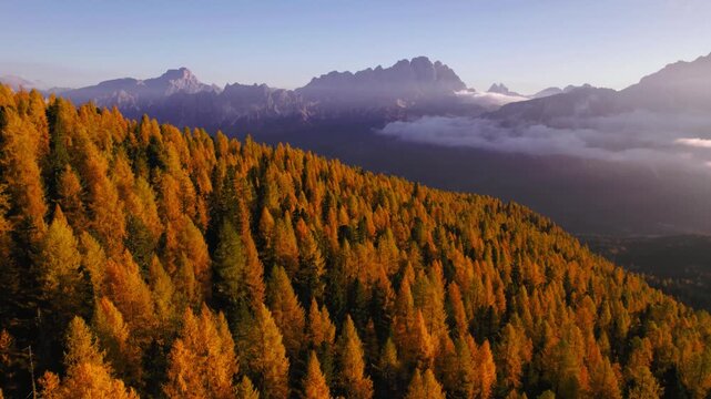 Aerial view of big autumn larch forest valley in the Dolomites