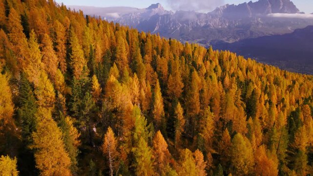 Flying above autumn larch forest valley with high mountain peaks of the Dolomites on the horizon