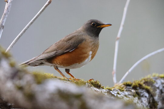 The brown-headed thrush (Turdus chrysolaus chrysolaus), sometimes known as the brown thrush, is a species of bird in the family Turdidae. This photo was taken in Japan.