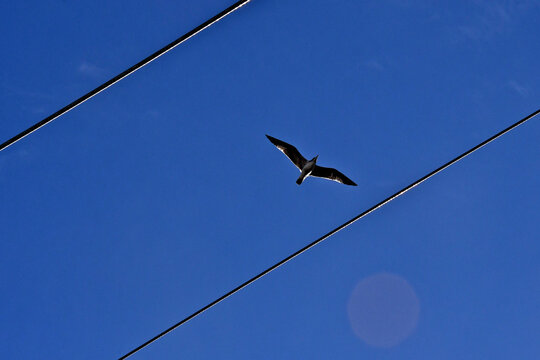 Gull framed by high voltage power lines 