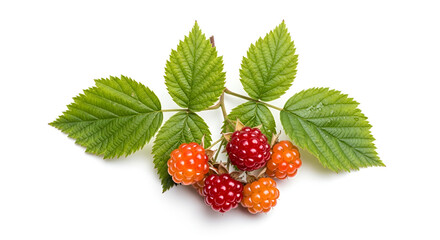 Close-up of fresh salmonberries with vibrant green leaves on a white background studio shot for healthy eating concepts and food photography