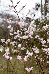 Delicate Pink Viburnum Flowers on Bare Branches at the End of Winter