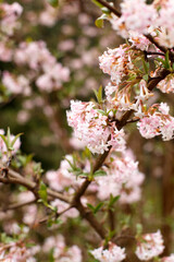 Naklejka premium Soft Pink Viburnum Flower Clusters on Branch with Fresh Green Leaves