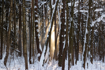 Obraz premium Sun-kissed snow clings to towering forest trees, their strong trunks bathed in golden light. A tranquil winter wonderland radiates peaceful natural elegance
