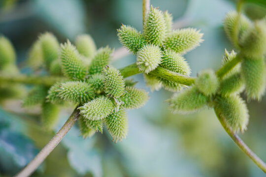 Rough cocklebur ( Xanthium strumarium ) on garden, Seed are medicinal
