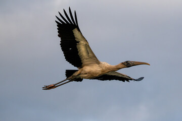 Obraz premium Wood Stork in Flight Against Soft Blue Sky