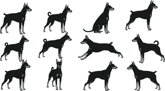 Black and tan Doberman Pinscher dog silhouette vector set, muscular guard dog breed icons in standing sitting and running poses for canine security branding.