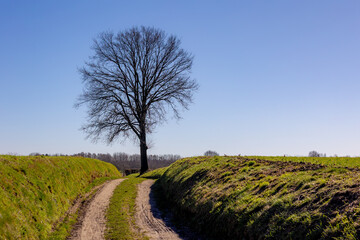 Naklejka premium Winter landscape, The terrain of countryside with bare tree on green grass field and slope hillside, IJzeren a hamlet in the Dutch province of Limburg, Valkenburg aan de Geul and region, Netherlands.
