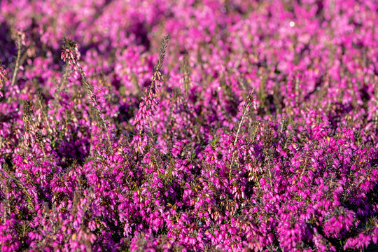 Selective focus bush of purple pink heather flowers in the garden, Erica cinerea, The bell heather is a species of flowering plant in the heath family Ericaceae, Natural floral pattern background.