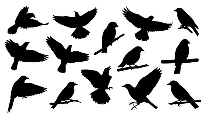 Obraz premium set of silhouettes of birds