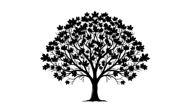 Elegant Detailed Maple Tree Silhouette Vector Illustration in Black and White Minimalist Nature Design