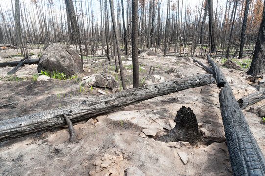 Canada, BC, Clinton.  Burned trees after forest fire in the BC Cariboo district.