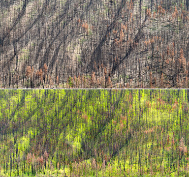 Canada, BC, Loon Lake.  View of hillside showing the difference before and after forest fire.  