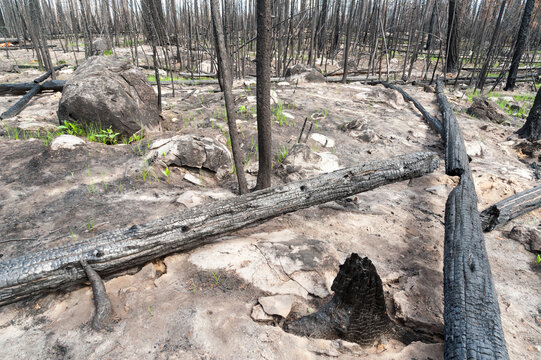 Canada, BC, Clinton.  Burned trees after forest fire in the BC Cariboo district.