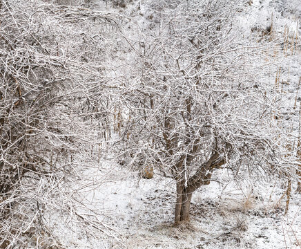 Canada, BC, Bridesville.  Snow covered tree with a tangle of branches