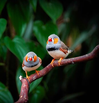 Two zebra finches sit closely on a brown branch surrounded by lush green leaves. The finches are captured with vivid detail, highlighting their distinct plumage patterns.