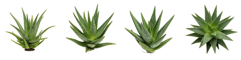 Set and collection of fresh green aloe vera plants and succulent rosettes isolated on white transparent png background.