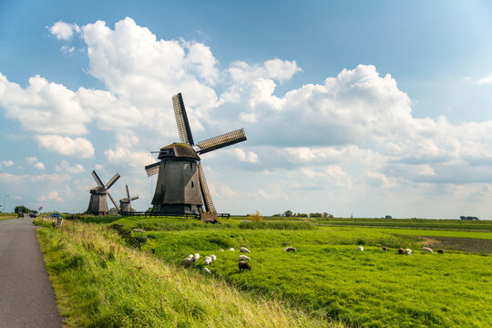 Europe, Netherlands, Shermerhorn.  Old vintage Dutch windmills preside over the rural landscape.