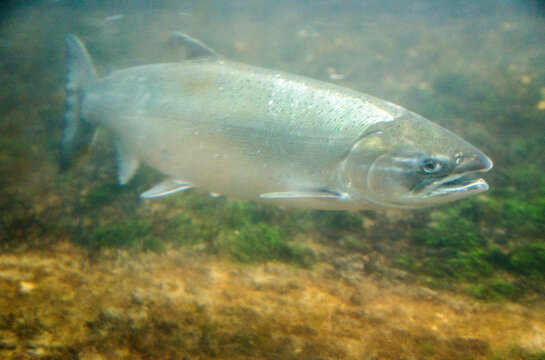 USA, WA, Seattle.  Ballard Locks.  Sockeye salmon swiming through the fish ladder.